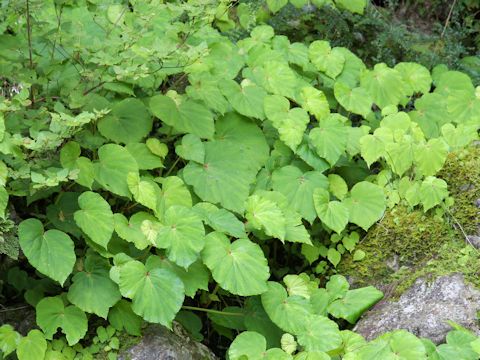 Begonia evansiana