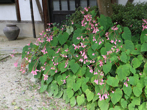 Begonia evansiana