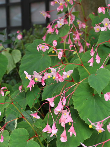 Begonia evansiana