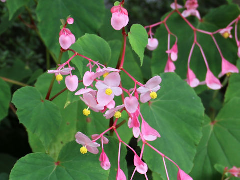 Begonia evansiana