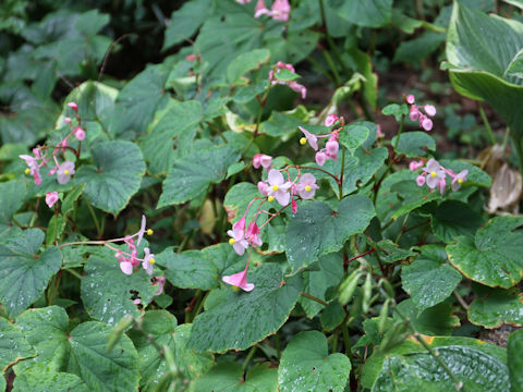 Begonia evansiana