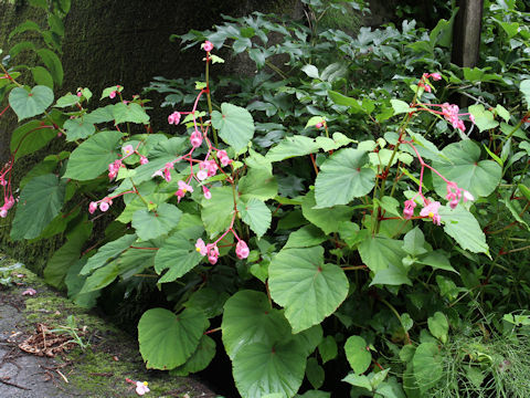 Begonia evansiana