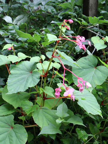 Begonia evansiana