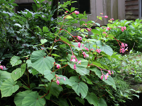 Begonia evansiana