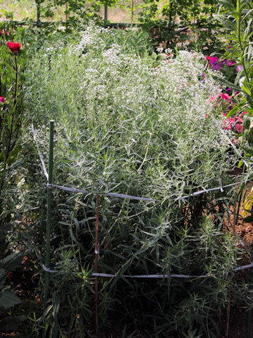 Gypsophila paniculata 'Double White'