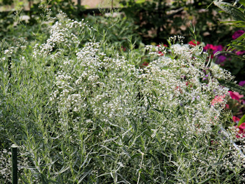 Gypsophila paniculata 'Double White'