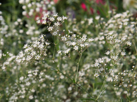 Gypsophila paniculata 'Double White'