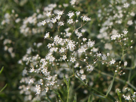 Gypsophila paniculata 'Double White'