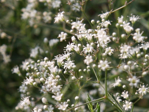 Gypsophila paniculata 'Double White'