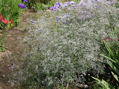 Gypsophila paniculata