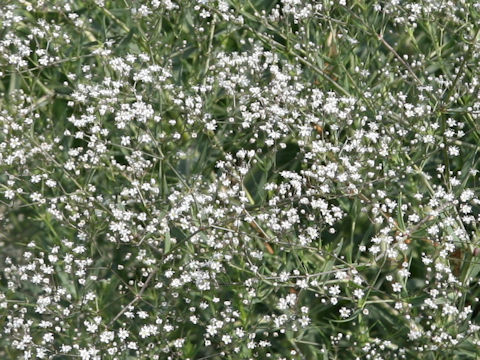 Gypsophila paniculata