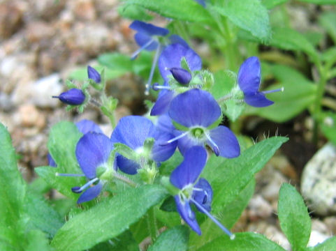 Veronica grandiflora