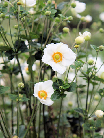 Anemone hupehensis var. japonica