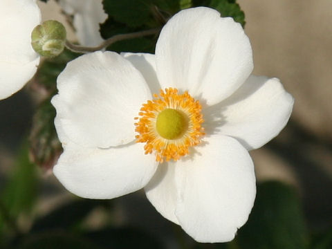 Anemone hupehensis var. japonica