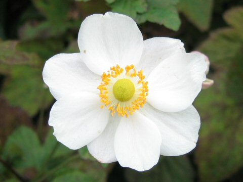 Anemone hupehensis var. japonica