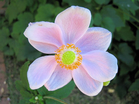 Anemone hupehensis var. japonica