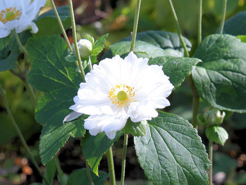 Anemone hupehensis var. japonica