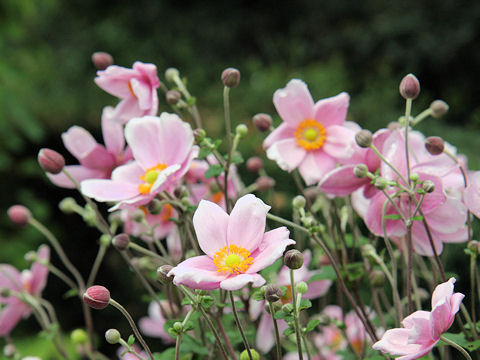 Anemone hupehensis var. japonica