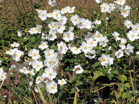 Anemone hupehensis var. japonica