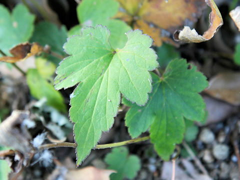 Anemone hupehensis var. japonica