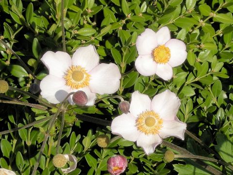 Anemone hupehensis var. japonica