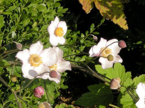 Anemone hupehensis var. japonica