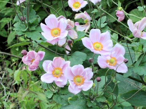 Anemone hupehensis var. japonica