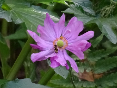 Anemone hupehensis var. japonica