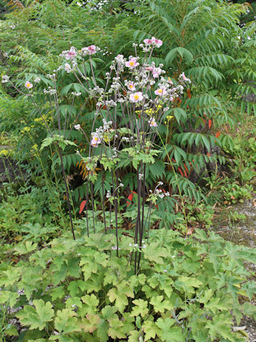 Anemone hupehensis var. japonica