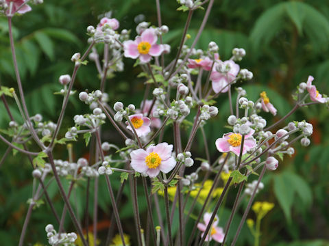 Anemone hupehensis var. japonica