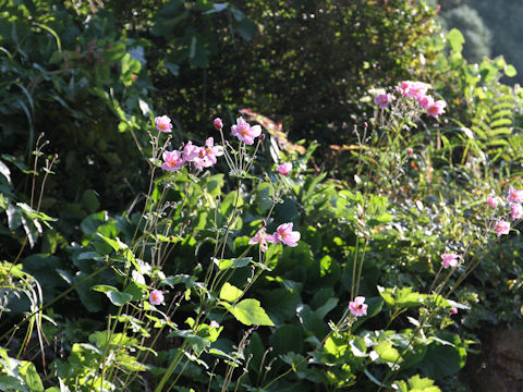 Anemone hupehensis var. japonica