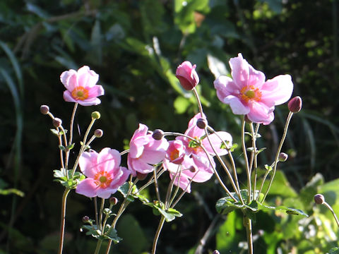 Anemone hupehensis var. japonica