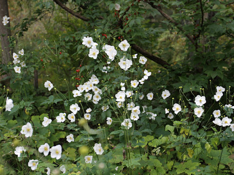 Anemone hupehensis var. japonica