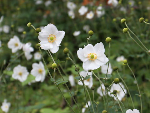 Anemone hupehensis var. japonica