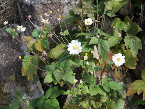 Anemone hupehensis var. japonica