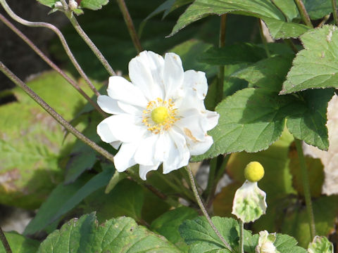 Anemone hupehensis var. japonica