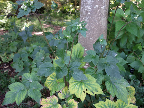 Anemone hupehensis var. japonica