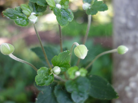 Anemone hupehensis var. japonica