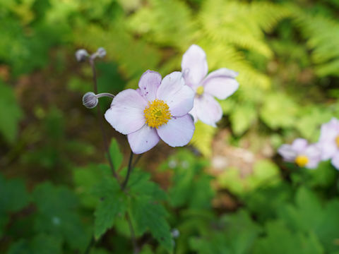 Anemone hupehensis var. japonica