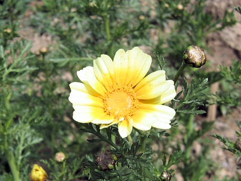 Chrysanthemum coronarium