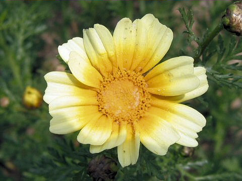 Chrysanthemum coronarium