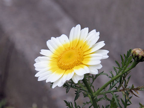 Chrysanthemum coronarium