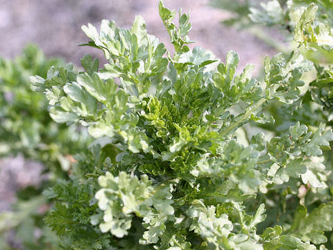 Chrysanthemum coronarium