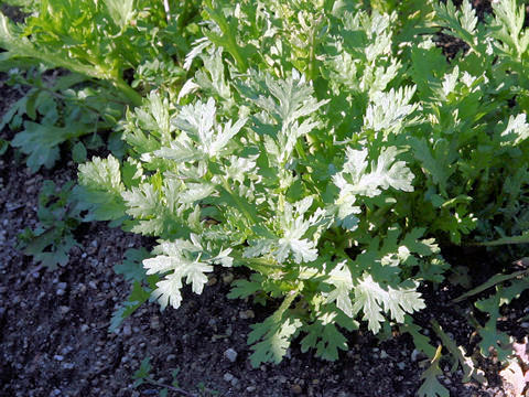 Chrysanthemum coronarium