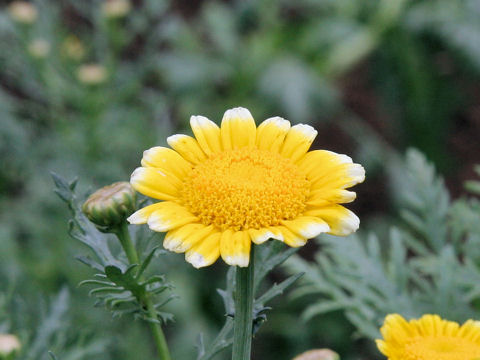 Chrysanthemum coronarium