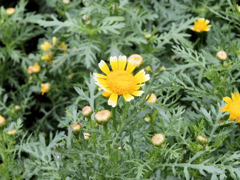 Chrysanthemum coronarium