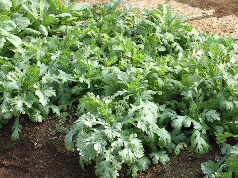 Chrysanthemum coronarium