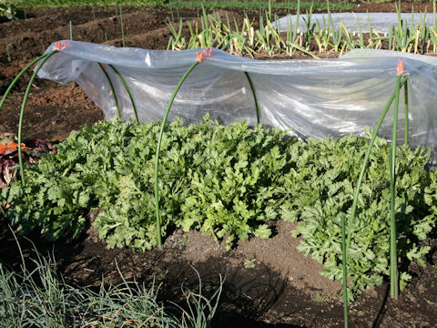 Chrysanthemum coronarium