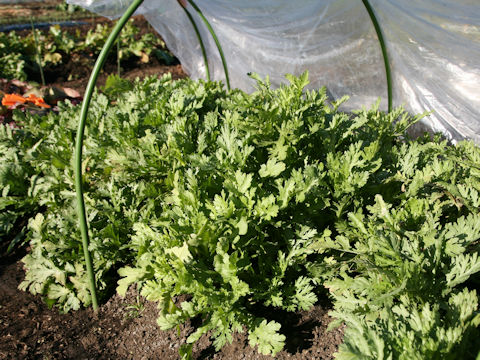 Chrysanthemum coronarium