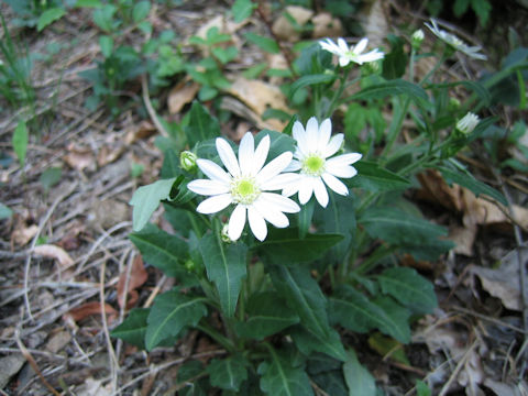 Aster savatieri var. pygmaeus